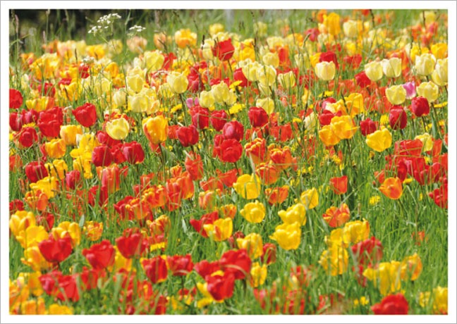 Postkarte Rotgelbes Tulpenfeld - Postkarte A6 105 x 148 cm