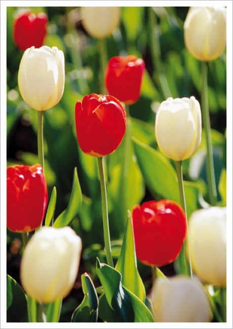 Postkarte Rote und weiße Tulpen - Postkarte A6 105 x 148 cm