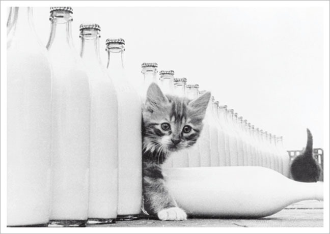 Postkarte Kätzchen mit Milchflaschen - Postkarte A6 105 x 148 cm