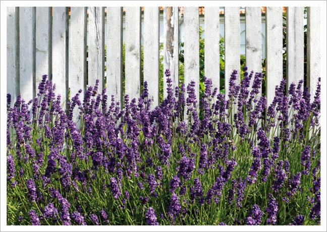 Postkarte Lavendel am Zaun - Postkarte A6 105 x 148 cm