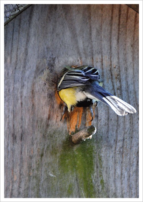 Postkarte Vogelhaus-Einzug - Postkarte A6 10,5 x 14,8 cm