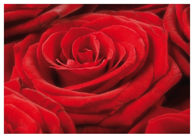 Postkarte Rote Rose - Postkarte A6 105 x 148 cm