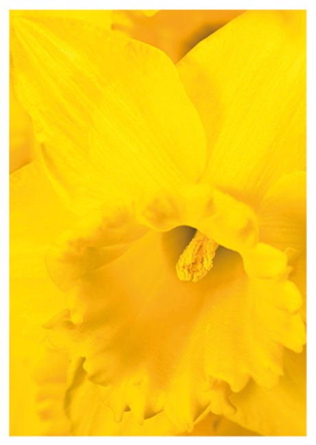 Postkarte Gelbe Narzissen - Postkarte A6 10,5 x 14,8 cm