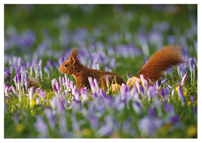 Postkarte Eichhörnchen auf einer Krokuswiese - Postkarte A6 10,5 x 14,8 cm