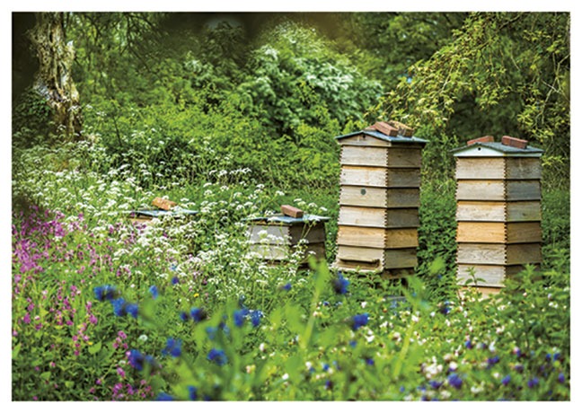 Postkarte Bienenstock auf der Wiese - Postkarte A6 105 x 148 cm