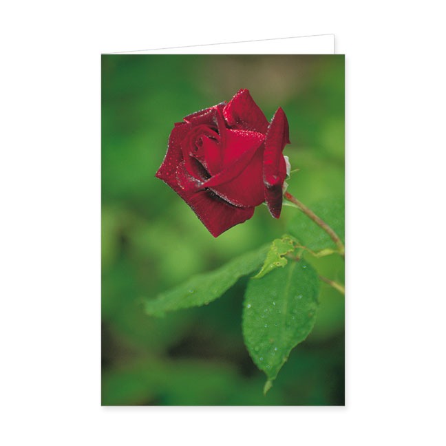 Doppelkarte Rose- Rannenberg &amp; Friends - Doppelkarte Klappkarte mit Umschlag Maße: 125 x 185 cm