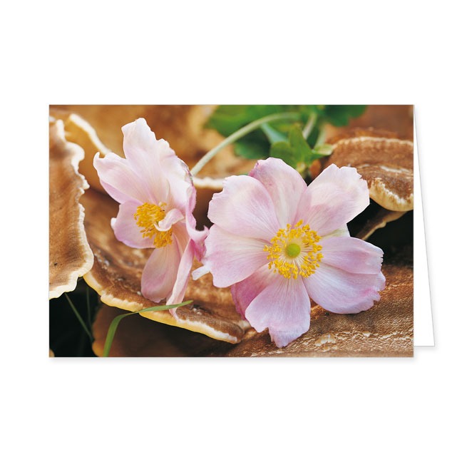 Doppelkarte rosa Herbstanemone- Rannenberg & Friends - Doppelkarte Klappkarte mit Umschlag Maße:
