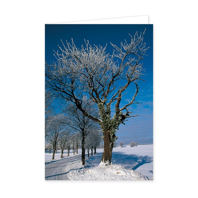 Doppelkarte Winterbaum- Rannenberg &amp; Friends - Doppelkarte Klappkarte mit Umschlag Maße: 125 x