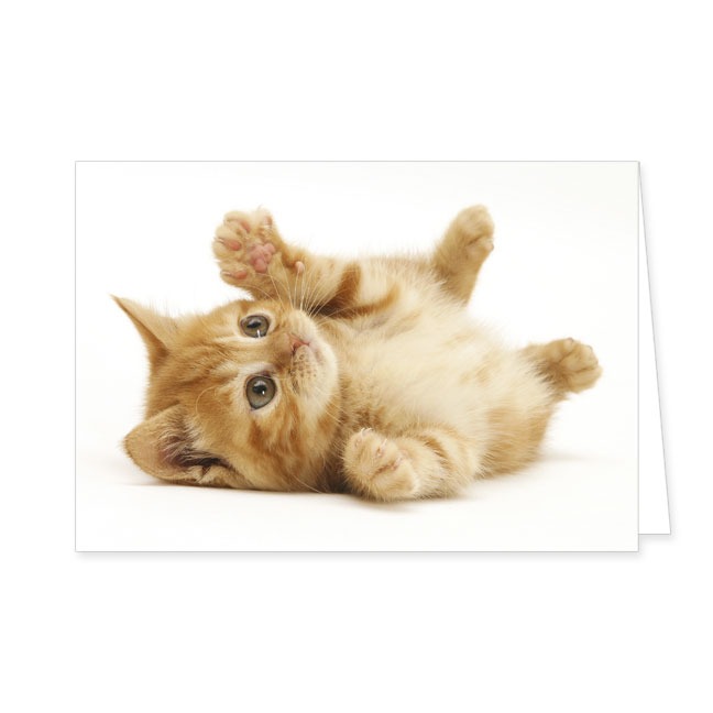 Doppelkarte Verspielte Katze- Rannenberg & Friends - Doppelkarte Klappkarte mit Umschlag Maße: