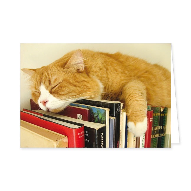 Doppelkarte Schlafende Katze auf Büchern- Rannenberg & Friends - Doppelkarte Klappkarte mit