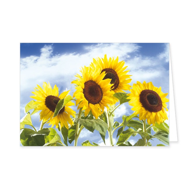 Doppelkarte Sonnenblumengruppe- Rannenberg & Friends - Doppelkarte Klappkarte mit Umschlag Maße: