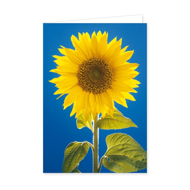 Doppelkarte Sonnenblume- Rannenberg &amp; Friends - Doppelkarte Klappkarte mit Umschlag, Maße: 12.5 x