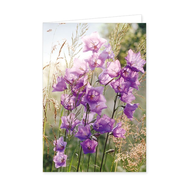Doppelkarte Glockenblumen- Rannenberg & Friends - Doppelkarte Klappkarte mit Umschlag Maße: 125 x
