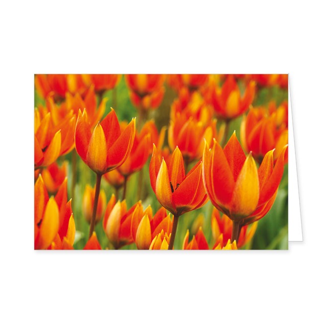 Doppelkarte Tulpen- Rannenberg &amp; Friends - Doppelkarte Klappkarte mit Umschlag Maße: 125 x 185 cm