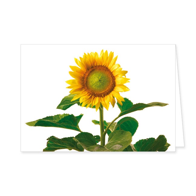 Doppelkarte Sonnenblume- Rannenberg &amp; Friends - Doppelkarte Klappkarte mit Umschlag, Maße: 12.5 x