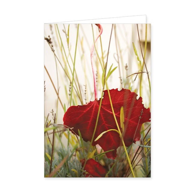 Doppelkarte Rotes Ahornblatt- Rannenberg &amp; Friends - Doppelkarte Klappkarte mit Umschlag, Maße: