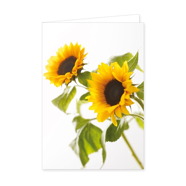 Doppelkarte Blühende Sonnenblumen- Rannenberg &amp; Friends - Doppelkarte Klappkarte mit Umschlag,