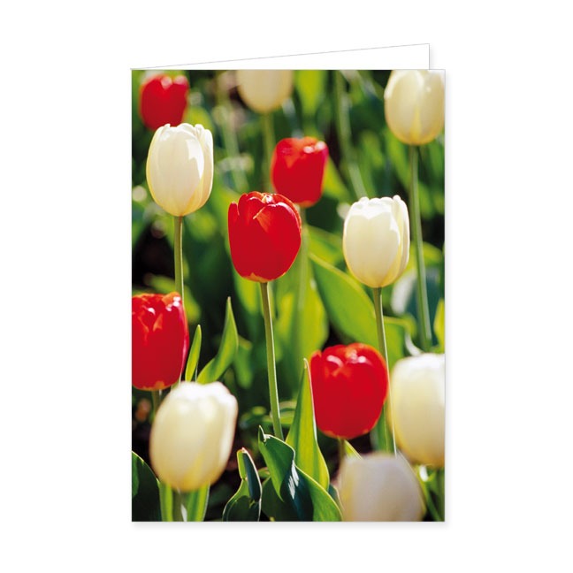 Doppelkarte Rote und weiße Tulpen- Rannenberg & Friends - Doppelkarte Klappkarte mit Umschlag