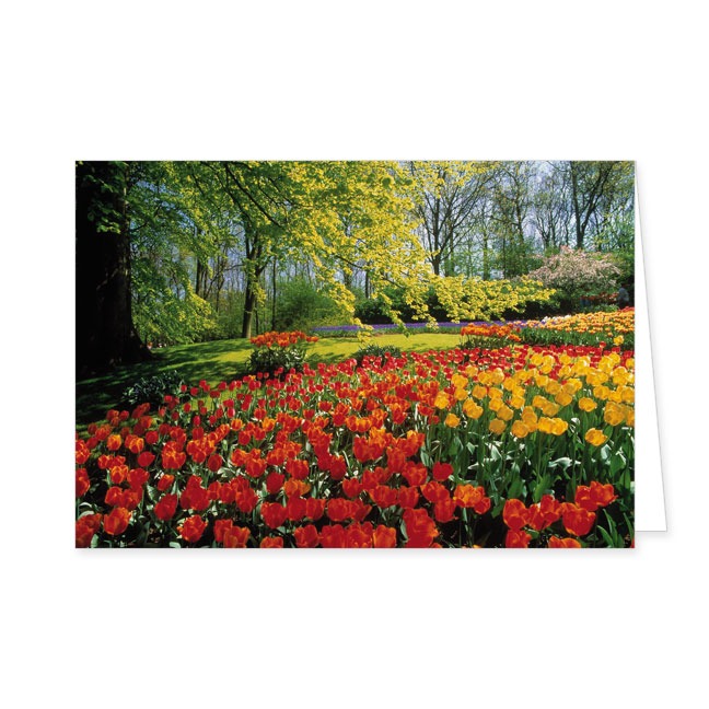 Doppelkarte Tulpenbeet- Rannenberg & Friends - Doppelkarte Klappkarte mit Umschlag Maße: 125 x