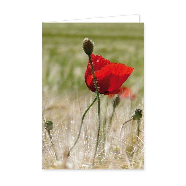 Doppelkarte Mohnblüte- Rannenberg & Friends - Doppelkarte Klappkarte mit Umschlag Maße: 125 x