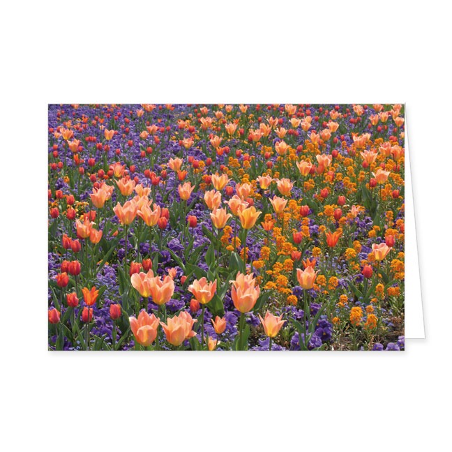 Doppelkarte Frühlingsbeet mit Tulpen- Rannenberg &amp; Friends - Doppelkarte Klappkarte mit Umschlag
