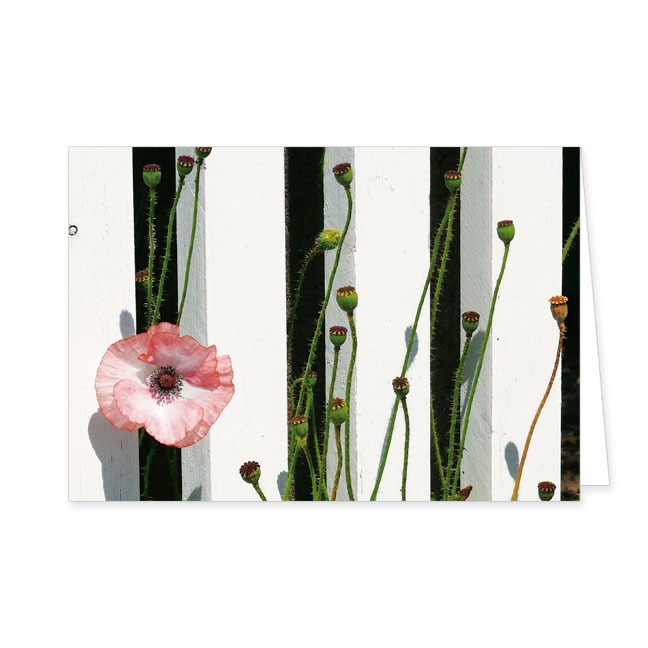Doppelkarte Mohnblüte im Zaun- Rannenberg &amp; Friends - Doppelkarte Klappkarte mit Umschlag, Maße: