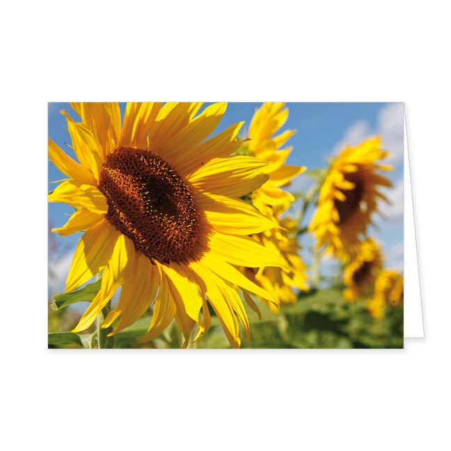 Doppelkarte Sonnenblumen- Rannenberg & Friends - Doppelkarte Klappkarte mit Umschlag Maße: 125 x