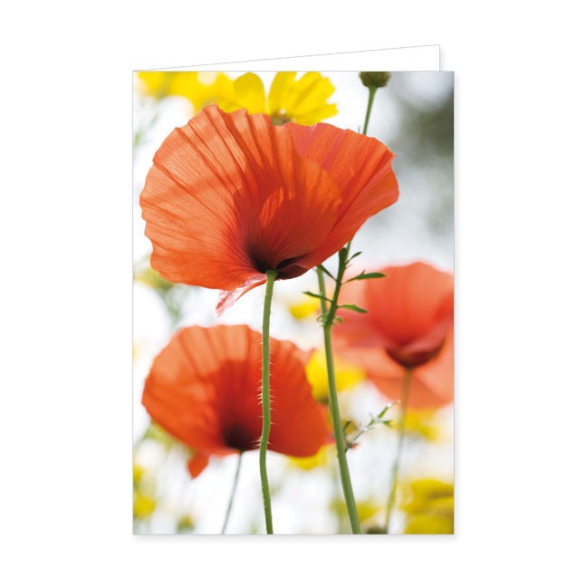 Doppelkarte Rote Mohnblumen- Rannenberg & Friends - Doppelkarte Klappkarte mit Umschlag Maße: 125