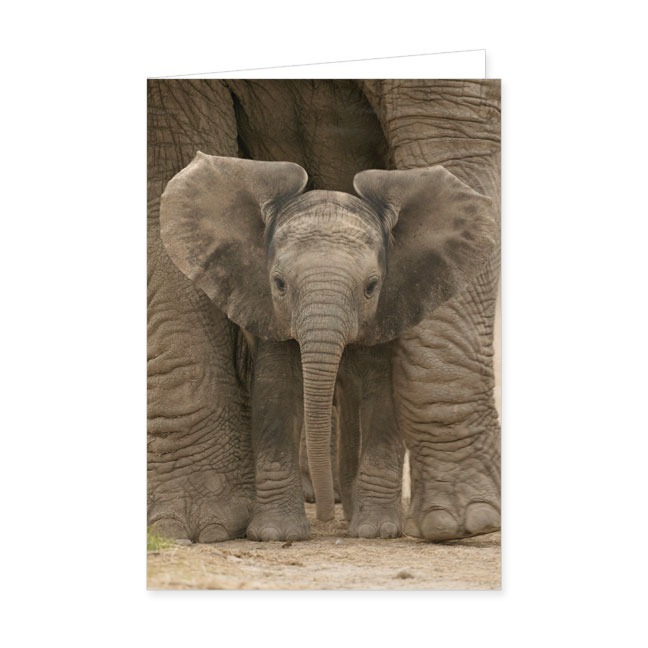 Doppelkarte Afrikanisches Elefantenbaby- Rannenberg &amp; Friends - Doppelkarte Klappkarte mit