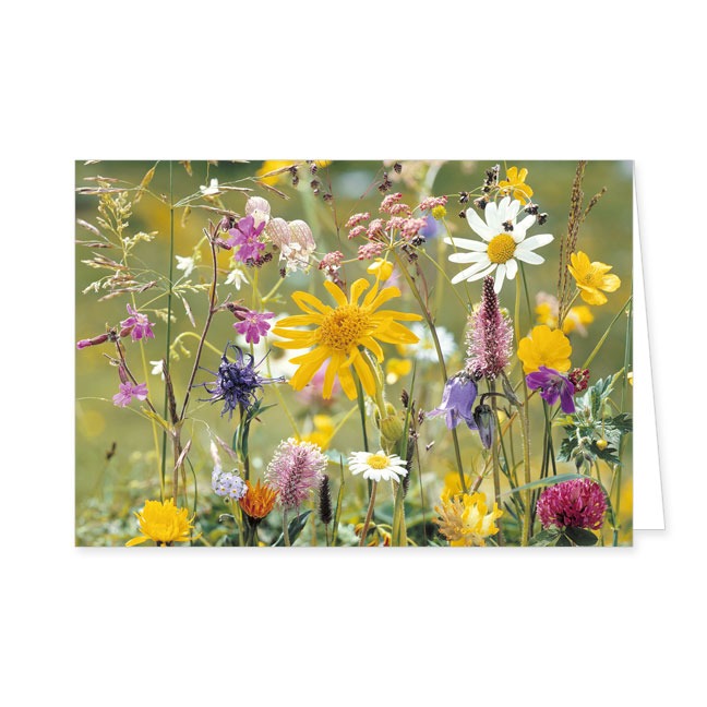 Doppelkarte Wiesenblumen- Rannenberg & Friends - Doppelkarte Klappkarte mit Umschlag Maße: 125 x
