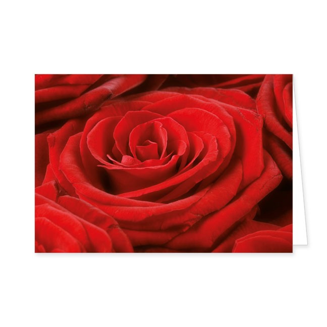 Doppelkarte Rote Rose- Rannenberg &amp; Friends - Doppelkarte Klappkarte mit Umschlag Maße: 125 x 185
