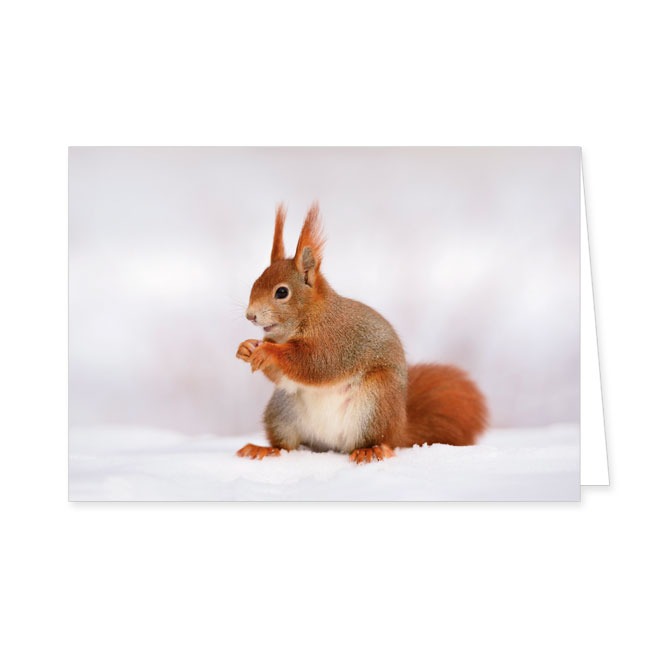 Doppelkarten Eichhörnchen- Rannenberg & Friends - Doppelkarte Klappkarte mit Umschlag Maße: 125