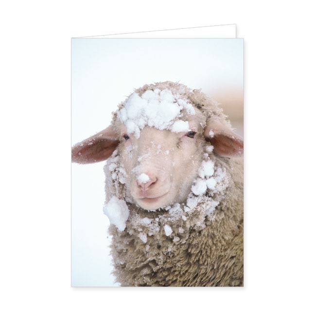 Doppelkarten Schaf mit Schneemütze- Rannenberg & Friends - Doppelkarte Klappkarte mit Umschlag