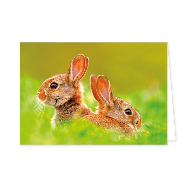 Doppelkarten Junge Kaninchen im Gras- Rannenberg & Friends - Doppelkarte Klappkarte mit Umschlag