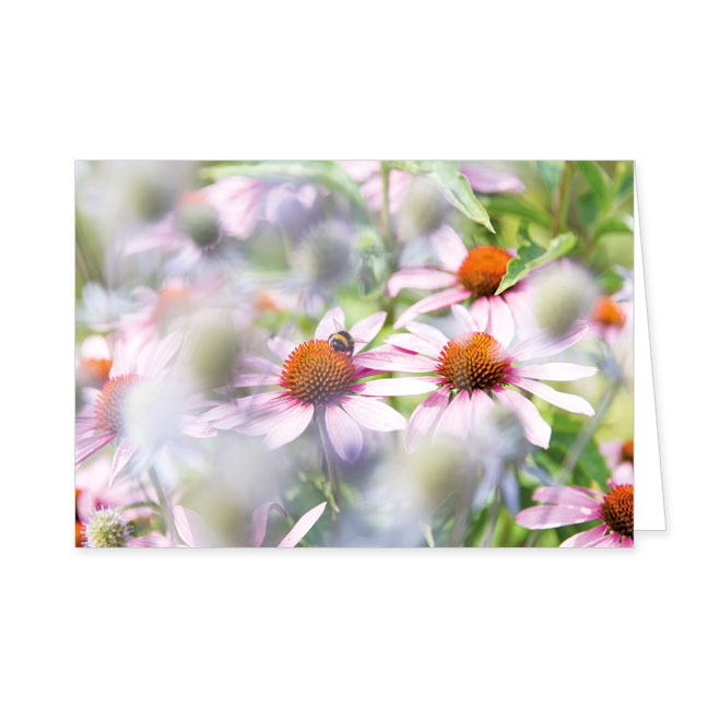 Doppelkarten Echinacea mit Hummel- Rannenberg & Friends - Doppelkarte Klappkarte mit Umschlag