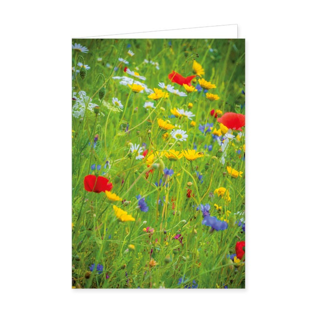 Doppelkarten Wildblumen- Rannenberg & Friends - Doppelkarte Klappkarte mit Umschlag Maße: 125 x