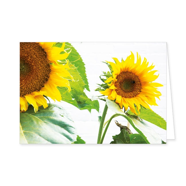 Doppelkarten Große Sonnenblumen- Rannenberg & Friends - Doppelkarte Klappkarte mit Umschlag