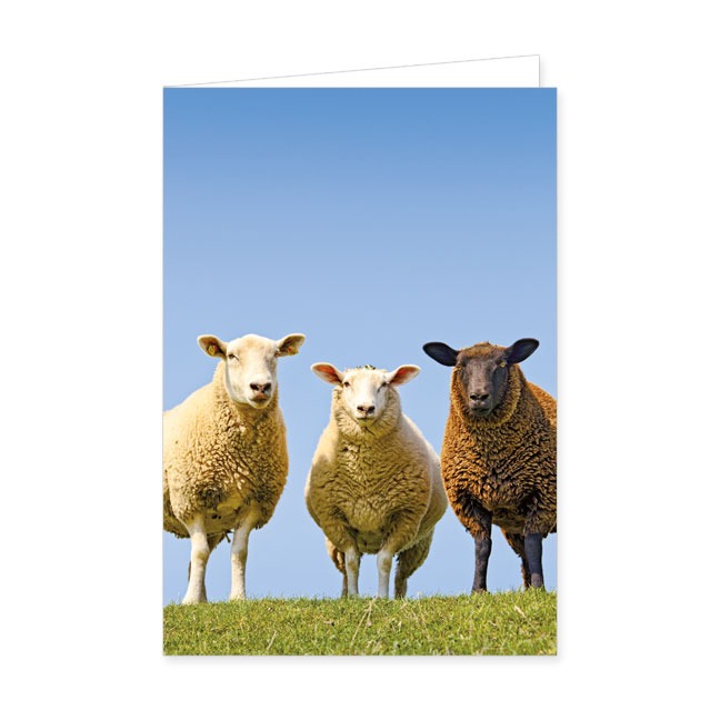 Doppelkarten Drei Schafe- Rannenberg & Friends - Doppelkarte Klappkarte mit Umschlag Maße: 125 x