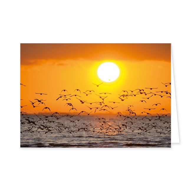 Doppelkarten Austernfischer beim Sonnenuntergang- Rannenberg & Friends - Doppelkarte Klappkarte