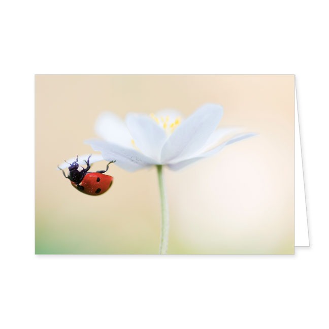 Doppelkarte Marienkäfer auf einer Anemonenblüte- Rannenberg &amp; Friends - Doppelkarte Klappkarte