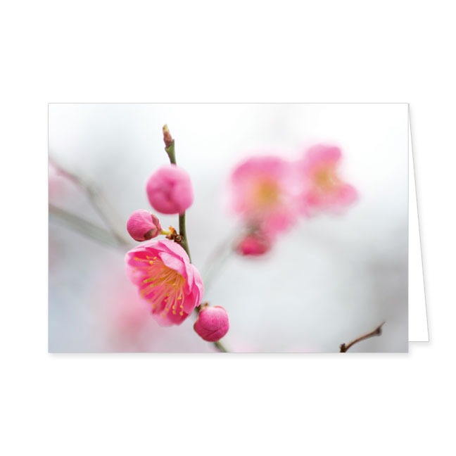 Doppelkarte Kirschblüten- Rannenberg & Friends - Doppelkarte Klappkarte mit Umschlag Maße: 125 x