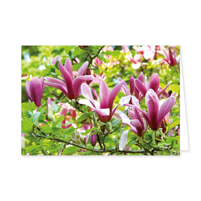 Doppelkarte Magnolienblüten- Rannenberg & Friends - Doppelkarte Klappkarte mit Umschlag Maße: