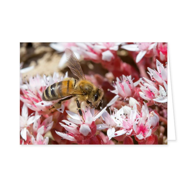 Doppelkarte Unsere Honigbiene- Rannenberg & Friends - Doppelkarte Klappkarte mit Umschlag Maße: