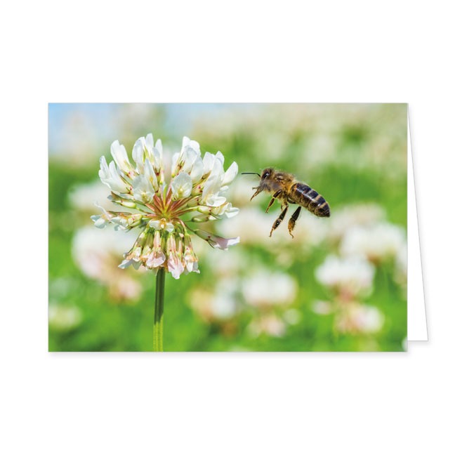 Doppelkarte Bienenweide- Rannenberg & Friends - Doppelkarte Klappkarte mit Umschlag Maße: 125 x