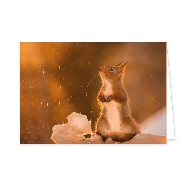 Doppelkarte Eichhörnchen im Schnee- Rannenberg &amp; Friends - Doppelkarte Klappkarte mit Umschlag