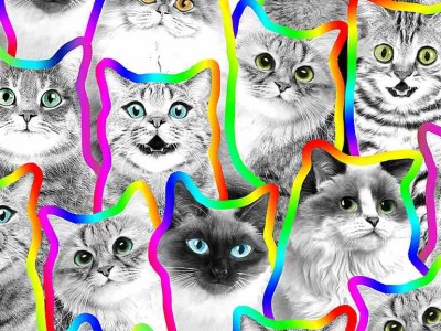 Timeless Treasures Neon Outlines Rainbow Cats Katzen , schwarz weiß bunt