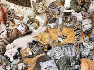 0,25m Baumwolle Timeless Treasures Cuddling Cats Katzen, bunt