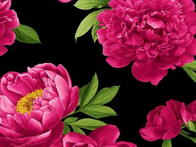 0,25m Baumwolle Magenta Peonies Pfingsrosen, schwarz pink grün - Garden Bouquet by Timeless