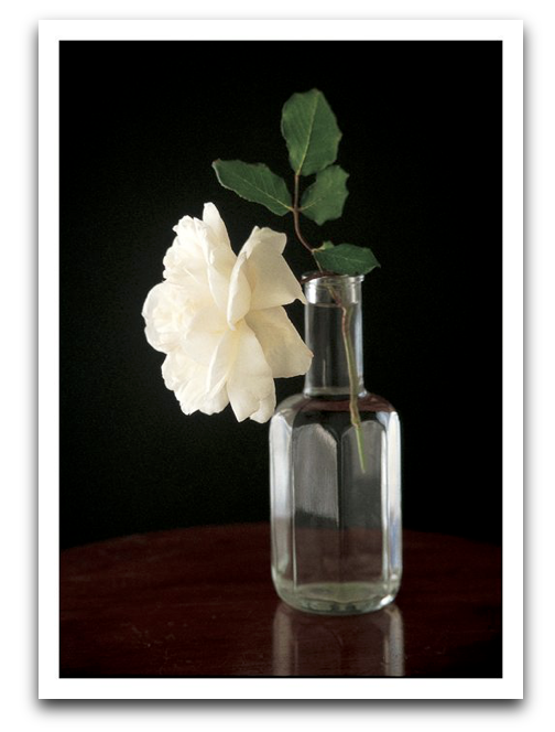 Single White Rose Card