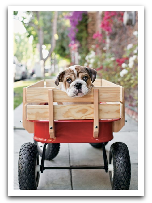Puppy in Wagon Cake
